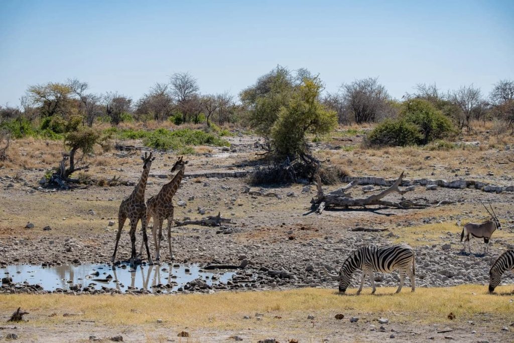 Girafes, zèbres et oryx se regroupant dans la savane aride du parc national d'Etosha