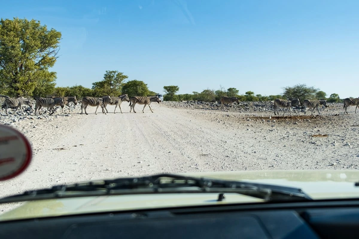 Zèbres traversant une piste de gravier dans le parc national d'Etosha vus depuis l'intérieur d'un Suzuki Jimny
