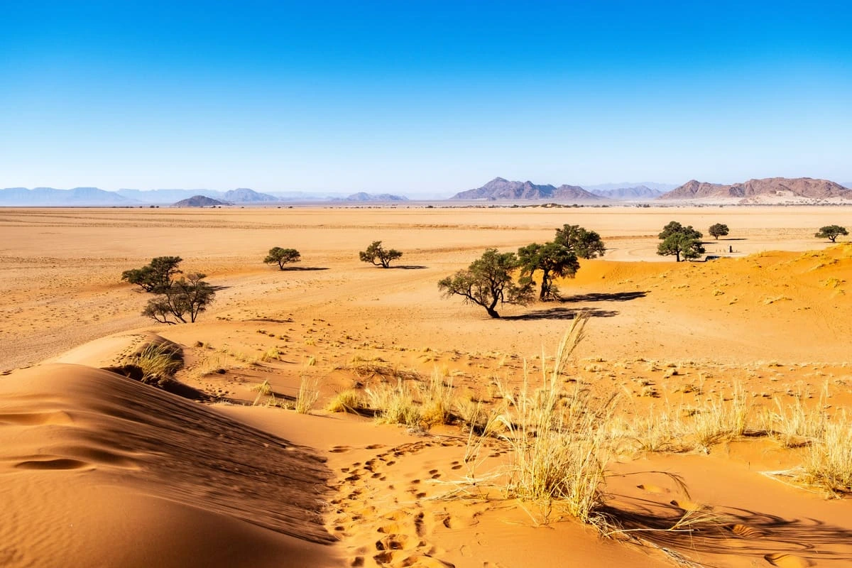 Paysage désertique en Namibie avec dunes de sable rouge, arbres isolés et montagnes à l’horizon