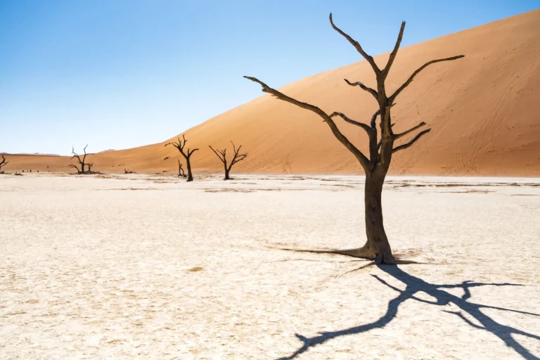 Arbre mort dans Deadvlei avec dunes de Sossusvlei en Namibie