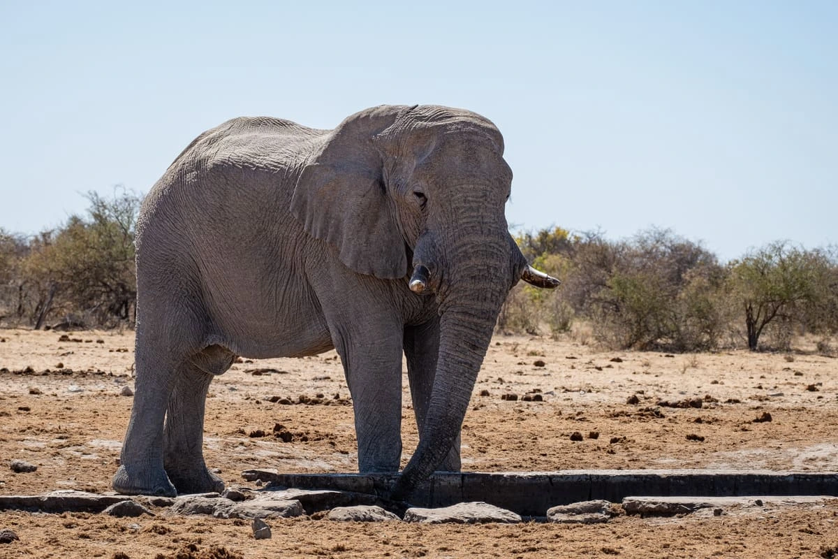 Rencontre avec un éléphant sauvage lors d'un safari en Namibie au parc national d'Etosha.
