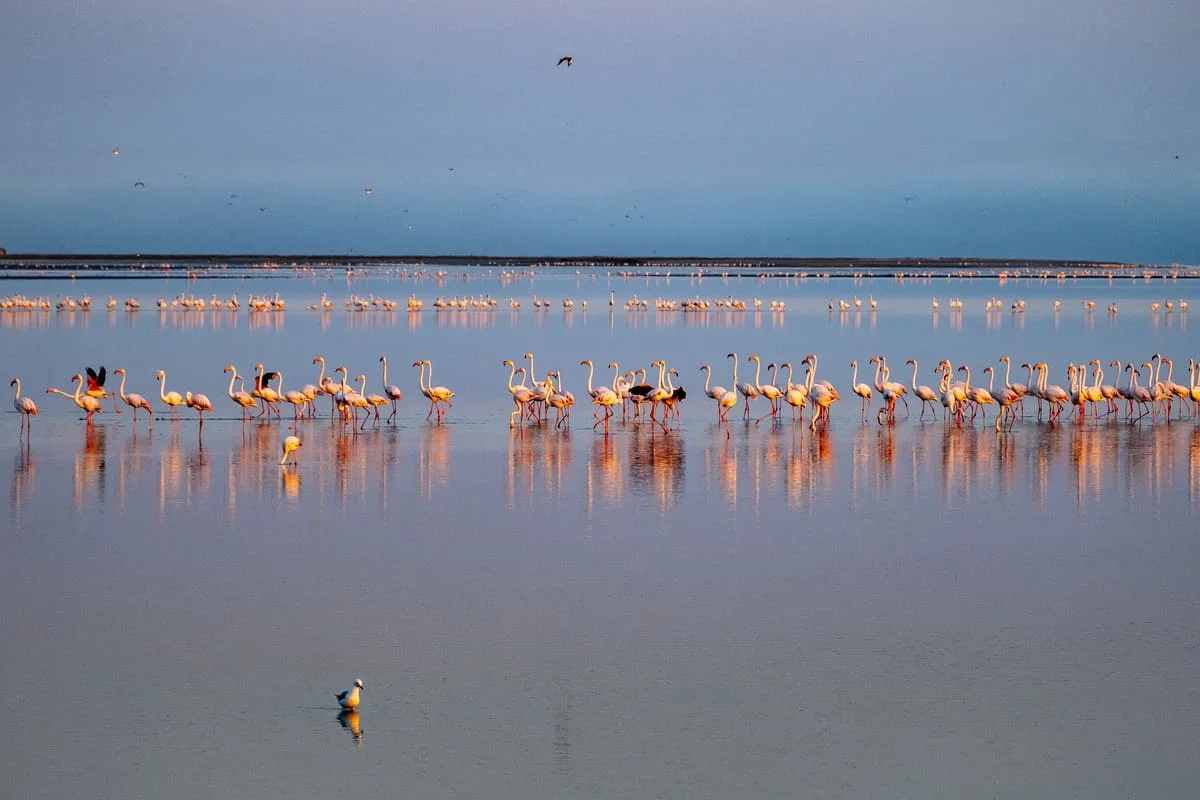 Des centaines de flamants roses se reflétant dans les eaux calmes du lagon de Walvis Bay en Namibie sous une lumière dorée.