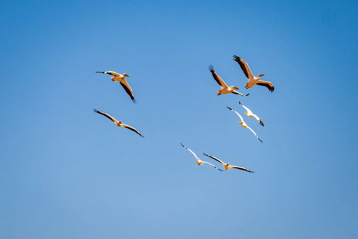 Observation de pélicans blancs en vol lors d'une excursion à Walvis Bay, faune sauvage de Namibie.