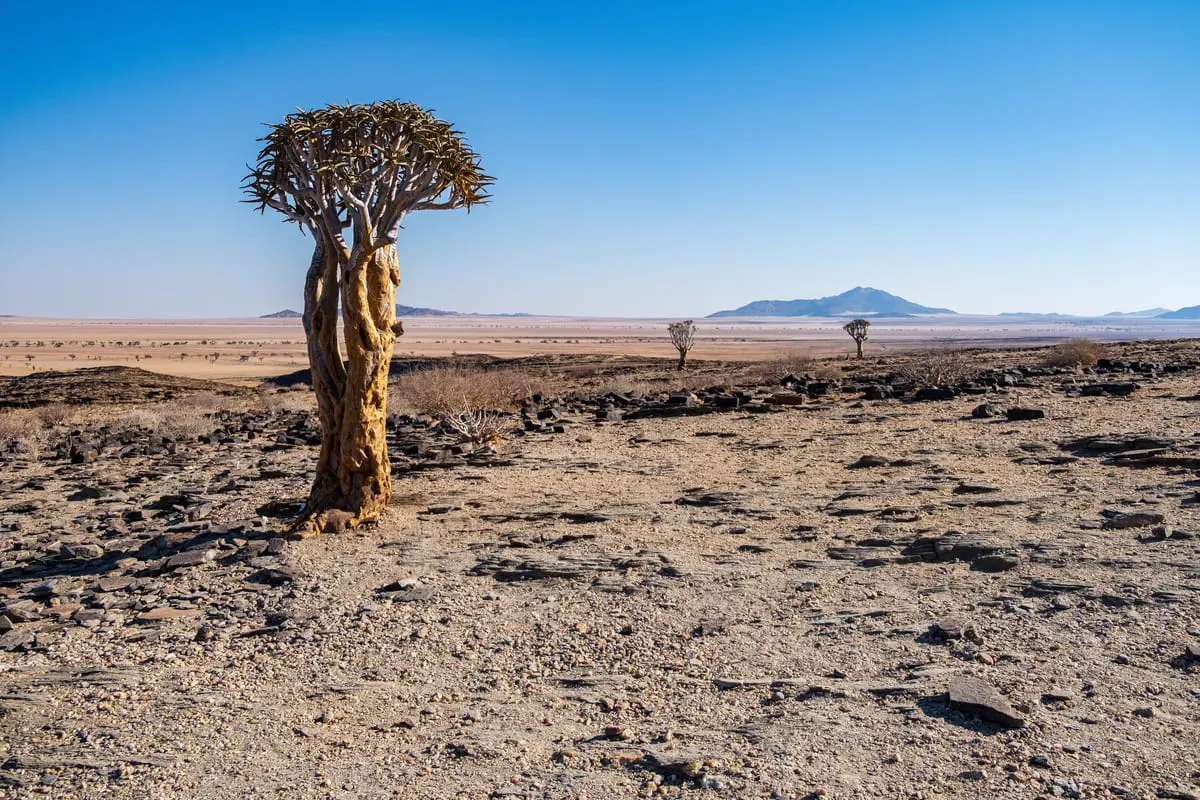 Un arbre carquois solitaire au tronc doré et à l'écorce écaillée se dressant dans un désert rocailleux sous un ciel bleu en Namibie.