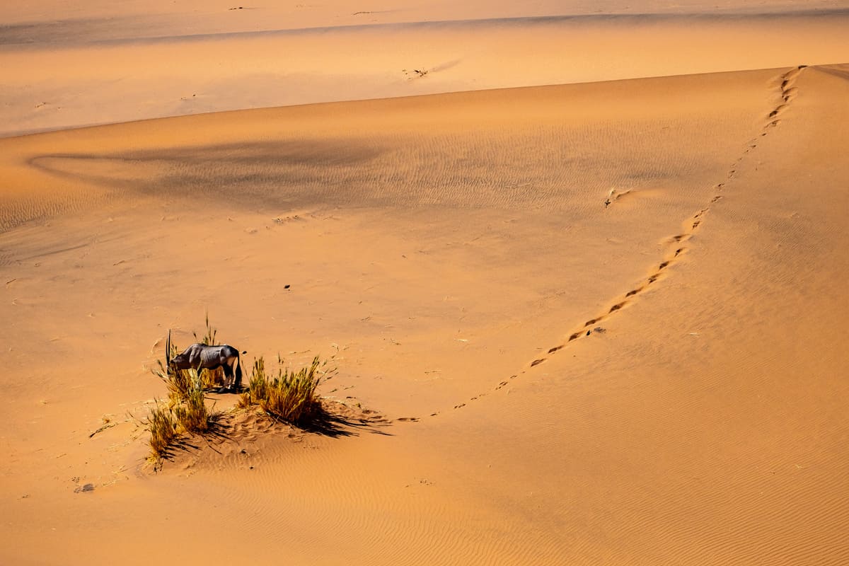 Oryx solitaire et ses traces de pas dans les dunes de Sossusvlei, illustration de la survie animale en Namibie.