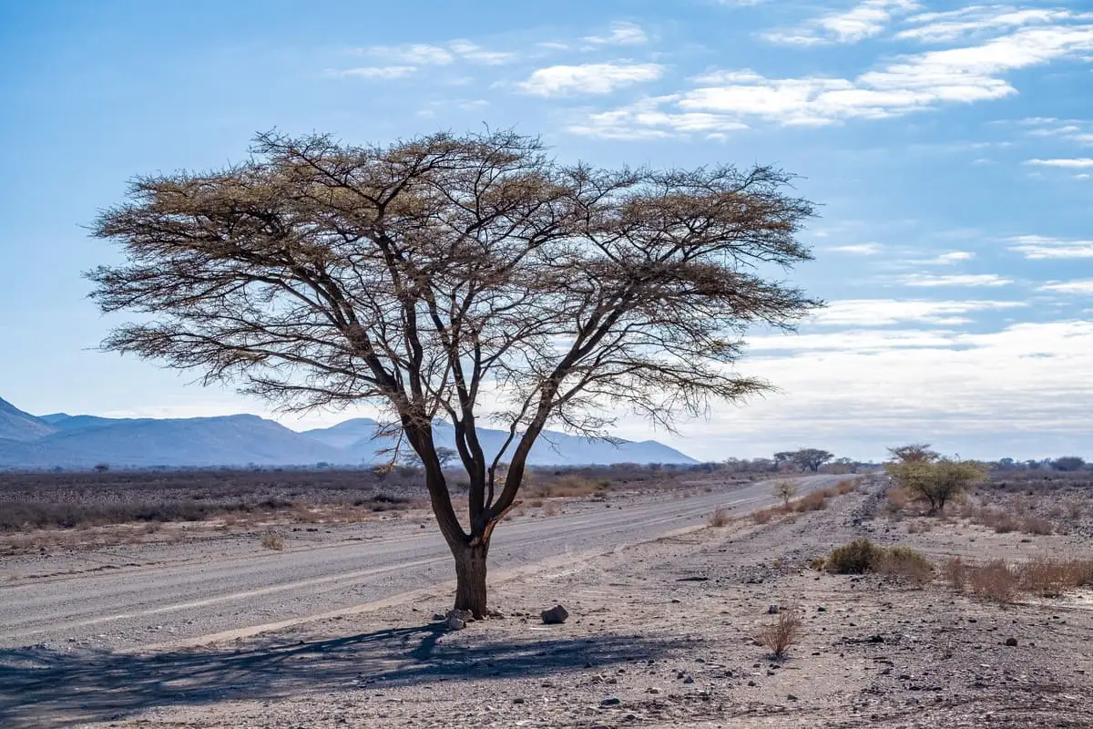 Paysage typique de road trip en Namibie : arbre isolé sur le bord d'une route de terre infinie sous un ciel parsemé de nuages.