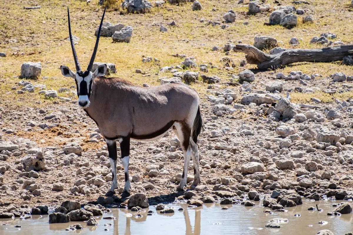 Oryx majestueux observé près d'un trou d'eau lors d'un safari dans le parc national d'Etosha