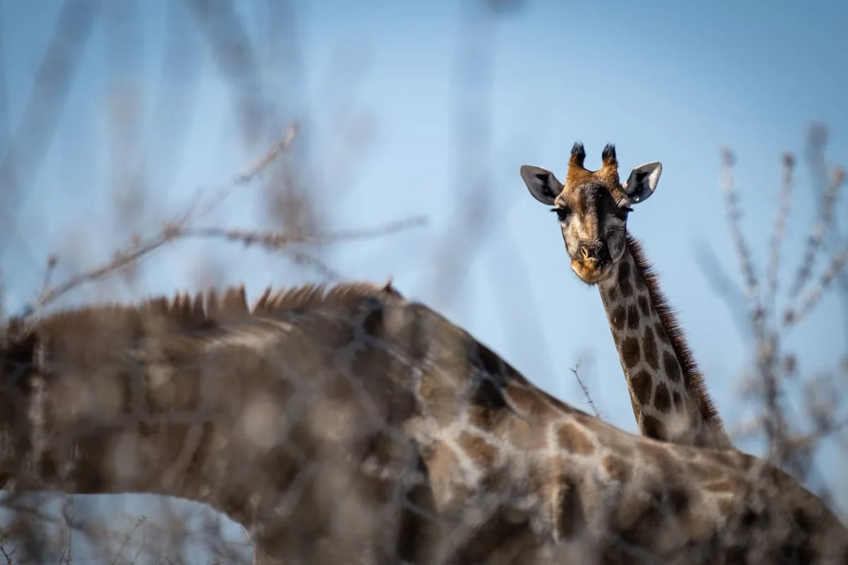 Girafe sauvage observant le photographe lors d'un safari au parc national d'Etosha