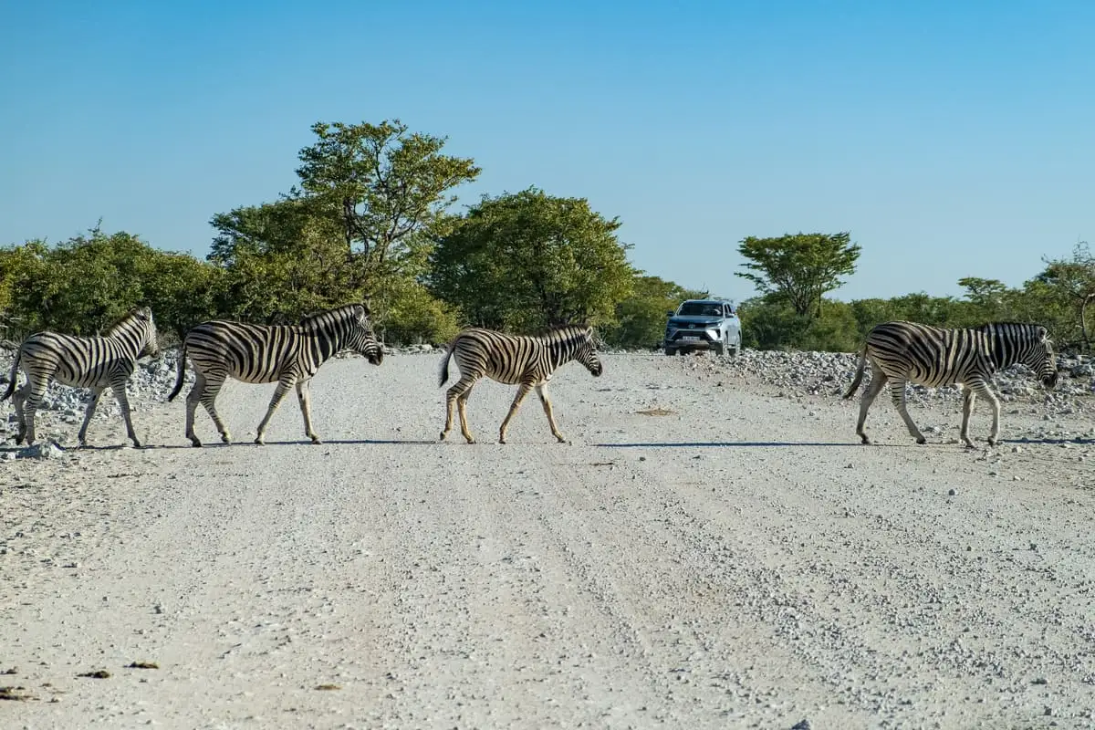Rencontre avec des zèbres sur les pistes du parc national d'Etosha lors d'un autotour en Namibie.