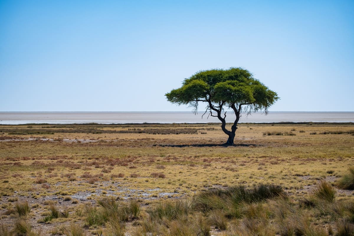 Arbre isolé dans la savane aride bordant le désert de sel d'Etosha sous un ciel clair.