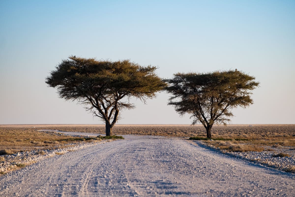 Deux acacias parasols bordant une piste de gravier blanc s'étendant vers l'horizon plat et infini d'Etosha en Namibie