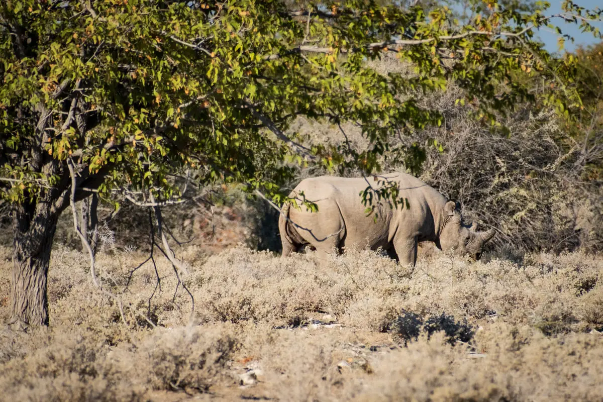 Rhinocéros noir sauvage observé lors d'un safari en Namibie dans un paysage de savane aride