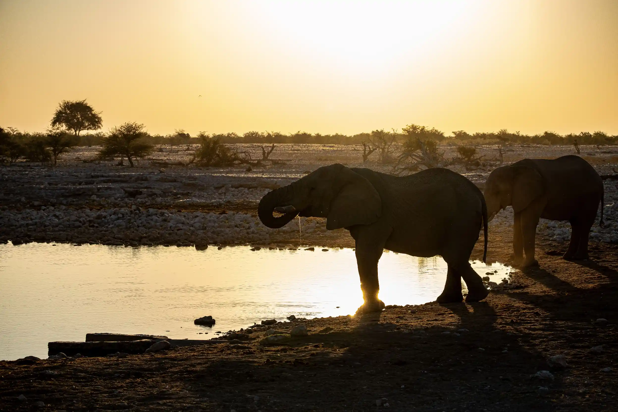 Coucher de soleil spectaculaire sur le point d'eau d'Okaukuejo avec des éléphants en contre-jour