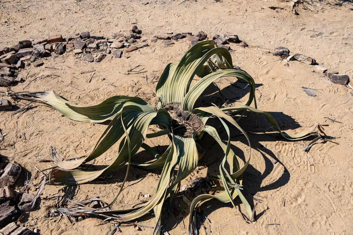 Plante Welwitschia mirabilis, espèce endémique et millénaire du désert du Namib, photographiée lors d'un road trip.