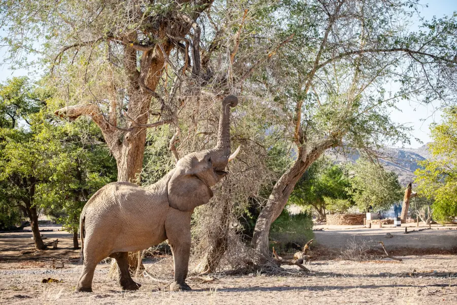 Éléphant sauvage du Damaraland se nourrissant dans la canopée d'un arbre lors d'un safari photo