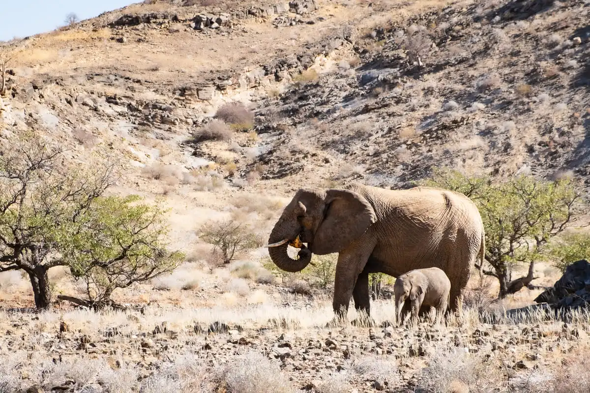 Une femelle éléphant du désert et son jeune éléphanteau marchant dans une plaine aride devant une colline rocheuse au Damaraland.