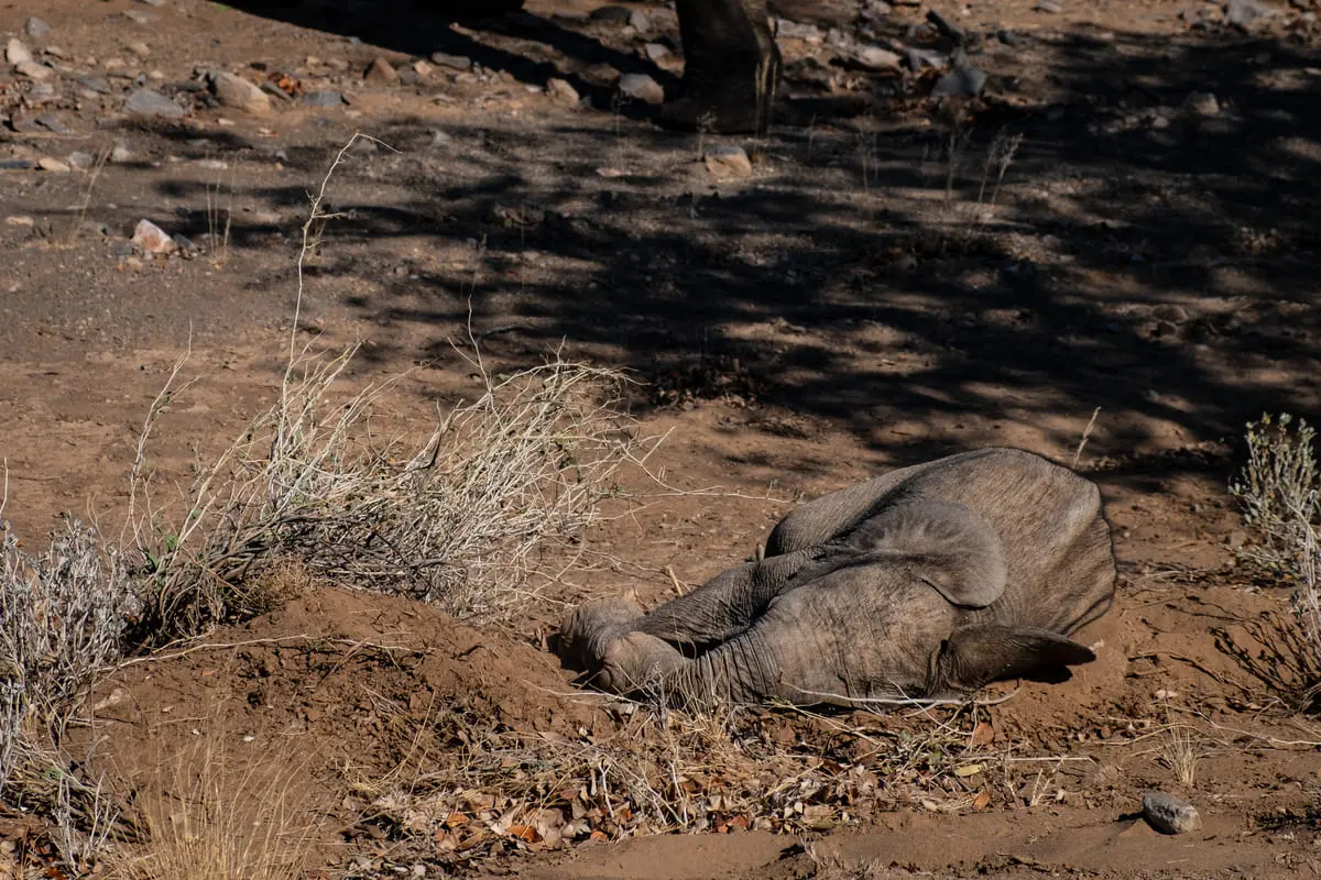 Bain de terre d'un éléphanteau sauvage en Namibie, comportement d'adaptation au climat aride.