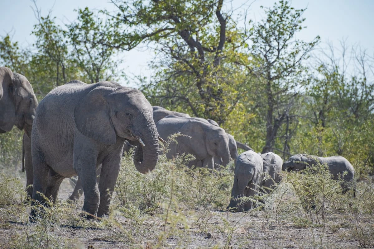 troupeau d’éléphants au bord d’une piste dans le parc national d’Etosha en Namibie