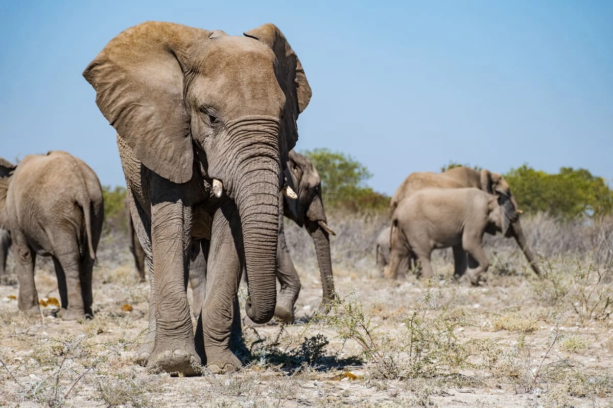 Eléphant énervé au bord d'une piste d'Etosha