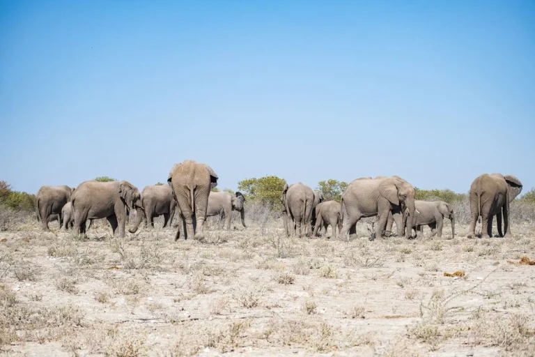 éléphants marchant sur une piste dans le parc national d’Etosha en Namibie