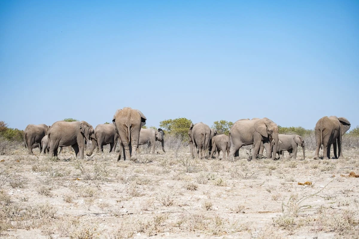 éléphants marchant sur une piste dans le parc national d’Etosha en Namibie