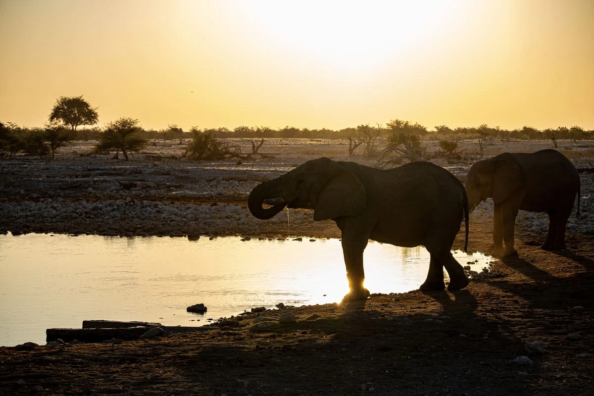 éléphants au point d’eau d’Okaukuejo dans le parc national d’Etosha au coucher du soleil