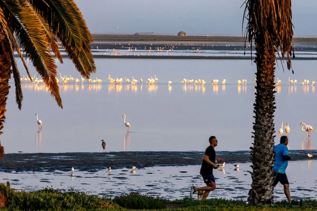Vue sur la lagune et les flamants roses à Walvis Bay