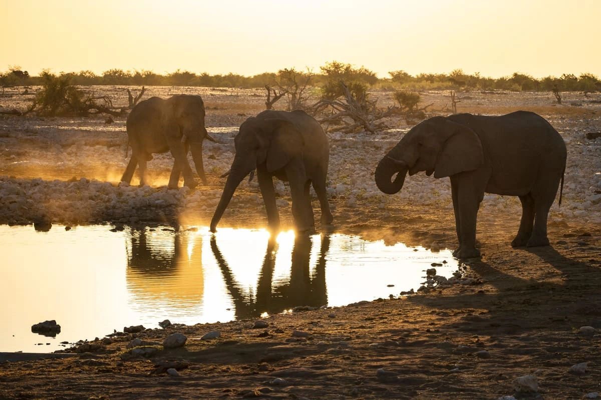 Des éléphants au coucher de soleil au point d'eau d'Okaukuejo à Etosha