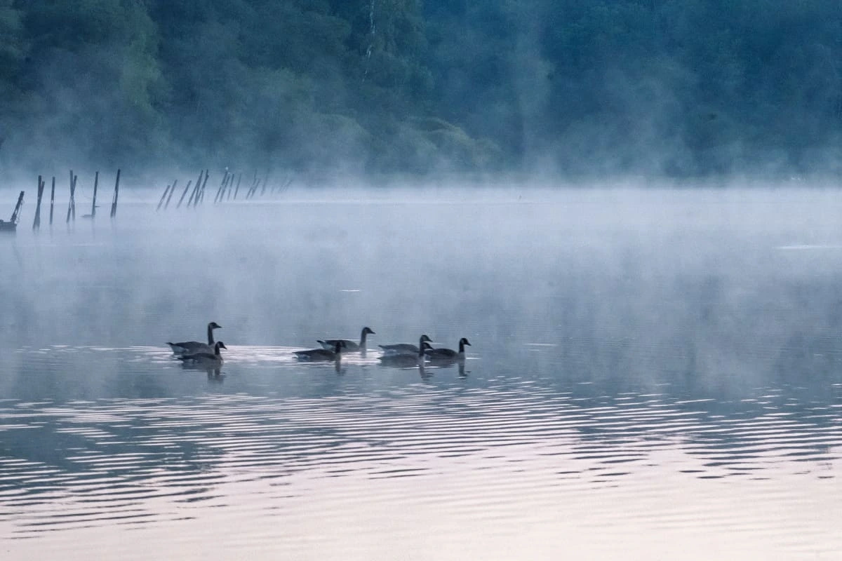 Canards glissant sur le lac de Virelles dans la brume du petit matin