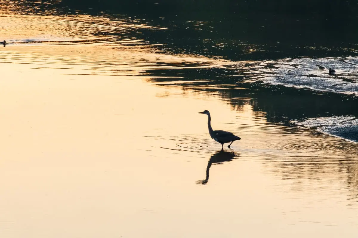 Un héron dans la lumière de l'aube sur le lac de Virelles