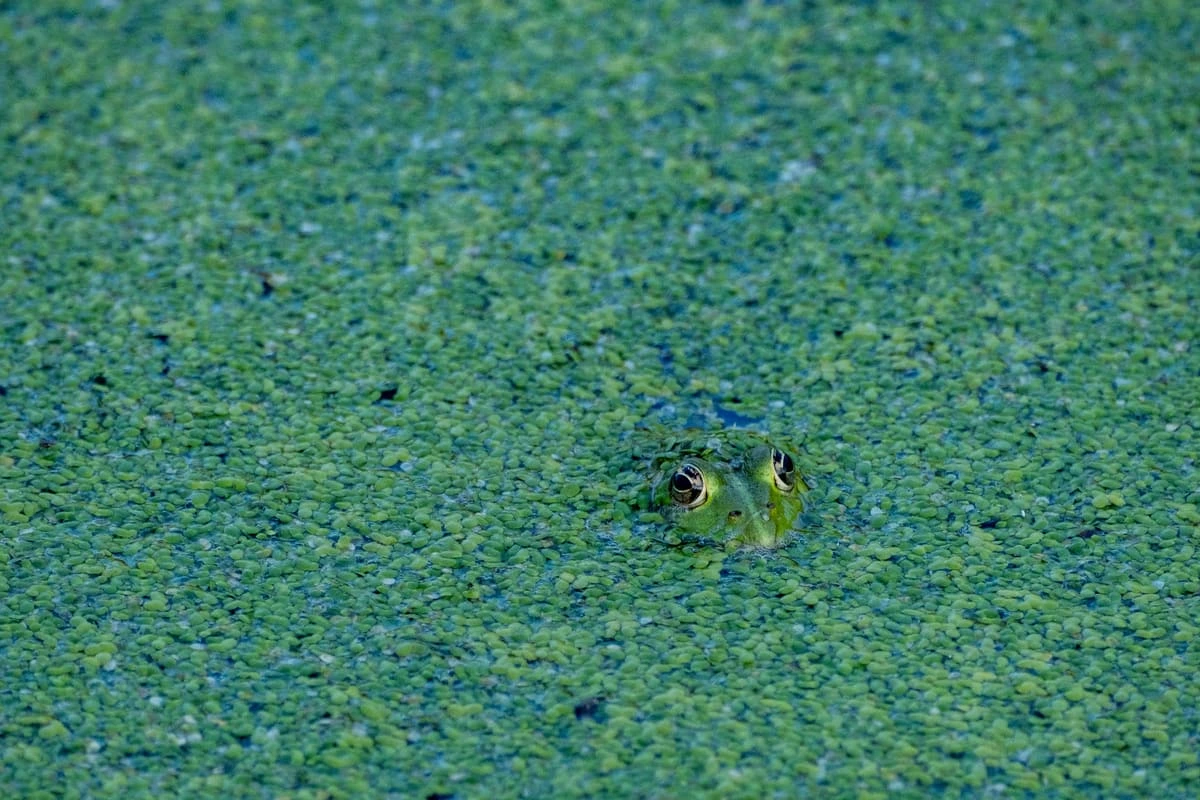 Tête de grenouille sortant de l'eau à travers des lentilles vertes